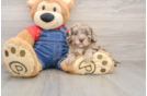 Cavapoo Puppy for Adoption