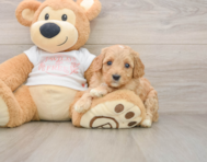 8 week old Cavapoo Puppy For Sale - Simply Southern Pups