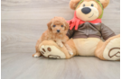 Best Cavapoo Baby