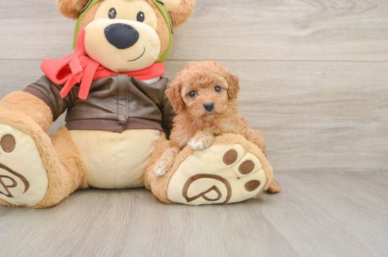 Best Cavapoo Baby