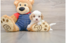 Best Cavapoo Baby