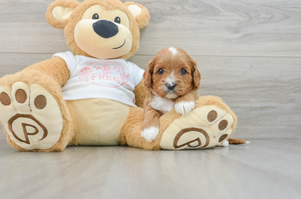 5 week old Cavapoo Puppy For Sale - Simply Southern Pups