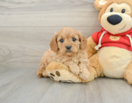 8 week old Cavapoo Puppy For Sale - Simply Southern Pups