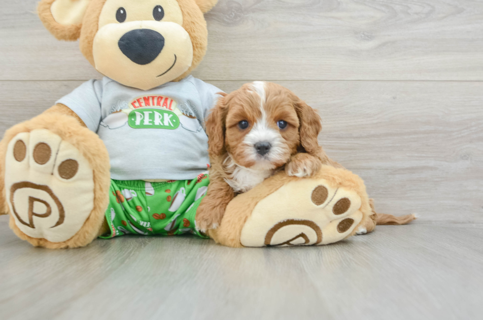 5 week old Cavapoo Puppy For Sale - Simply Southern Pups