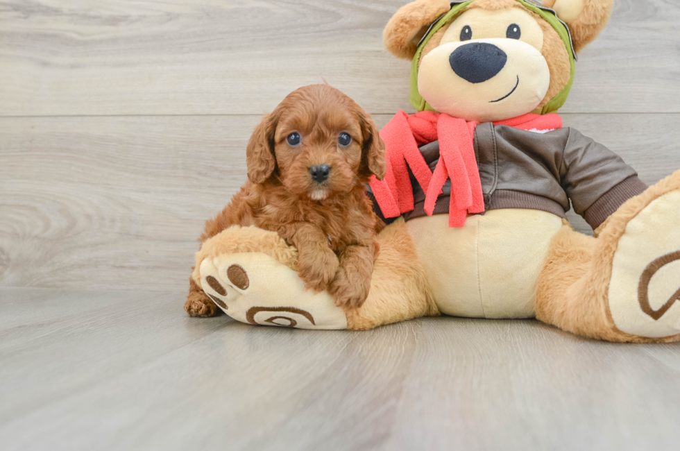 8 week old Cavapoo Puppy For Sale - Simply Southern Pups