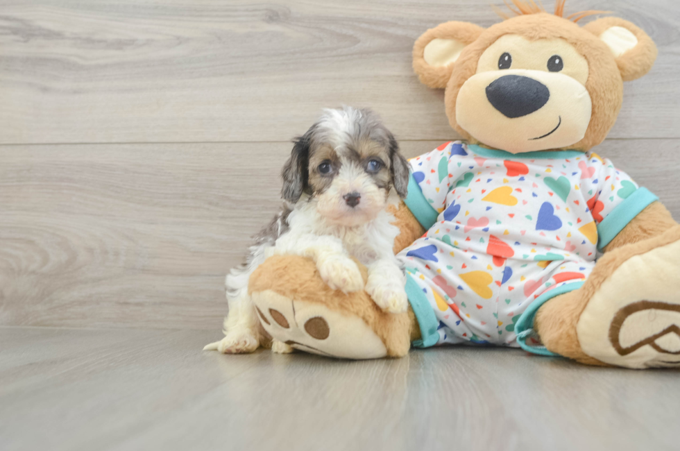 5 week old Cavapoo Puppy For Sale - Simply Southern Pups