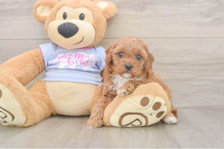 Cavapoo Pup Being Cute