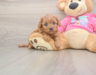 7 week old Cavapoo Puppy For Sale - Simply Southern Pups