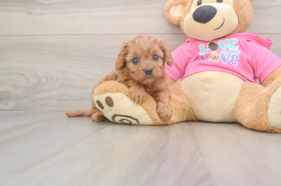 5 week old Cavapoo Puppy For Sale - Simply Southern Pups