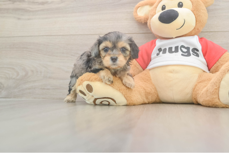 Energetic Cavoodle Poodle Mix Puppy