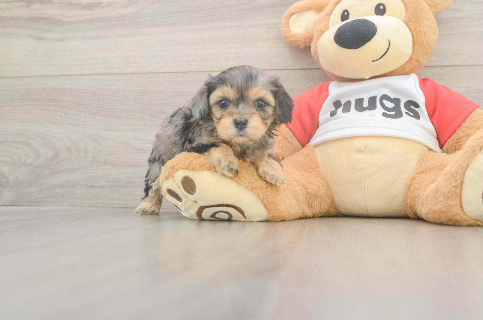 5 week old Cavapoo Puppy For Sale - Simply Southern Pups