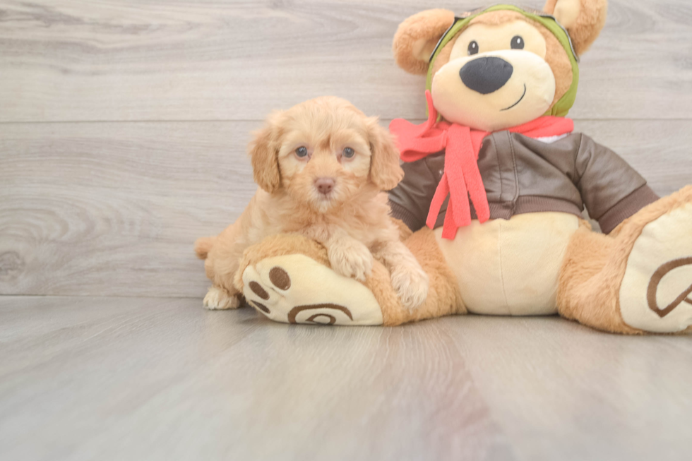 Cavapoo Pup Being Cute