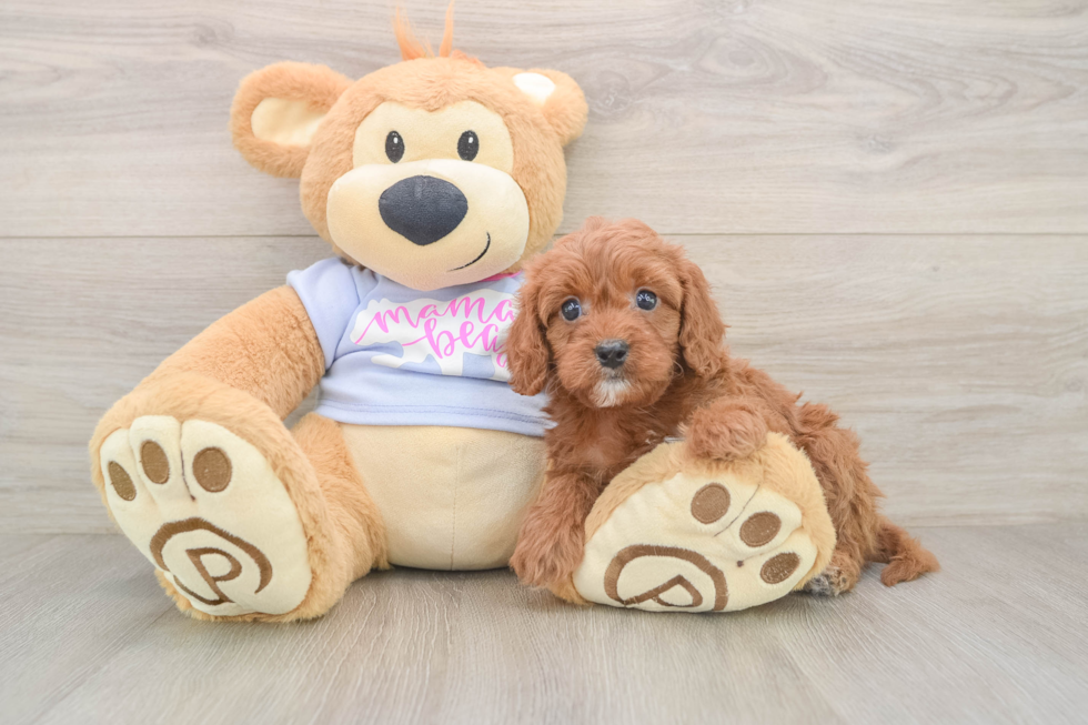 Cavapoo Puppy for Adoption