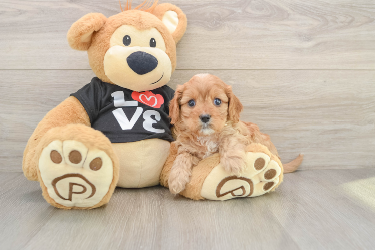 Smart Cavapoo Poodle Mix Pup