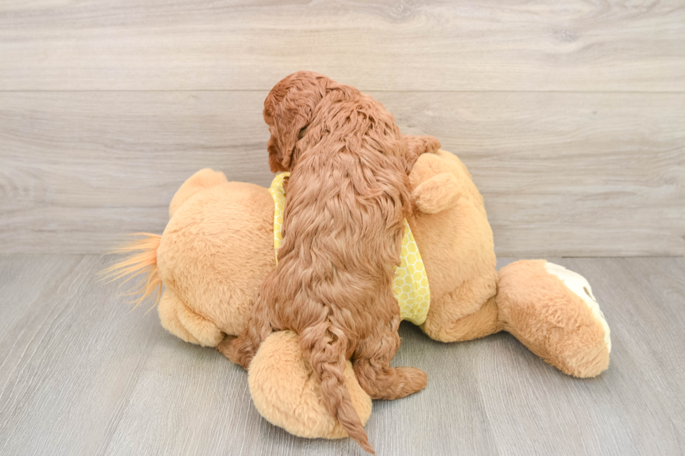 Playful Cavapoodle Poodle Mix Puppy