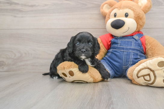 Cavapoo Pup Being Cute