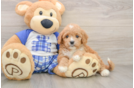 Cavapoo Puppy for Adoption