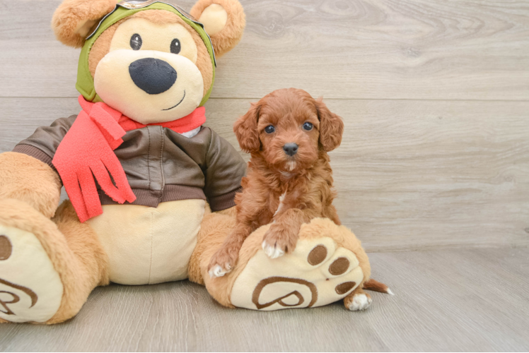 Petite Cavapoo Poodle Mix Pup