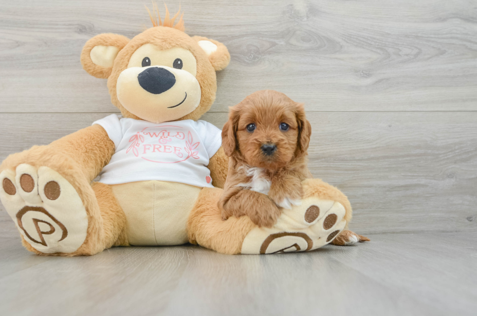 5 week old Cavapoo Puppy For Sale - Simply Southern Pups