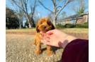 Cute Cavoodle Poodle Mix Puppy