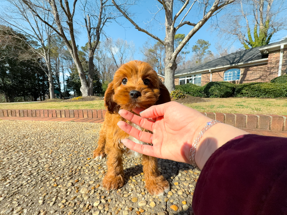 Cute Cavoodle Poodle Mix Puppy