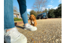 Cavapoo Puppy for Adoption