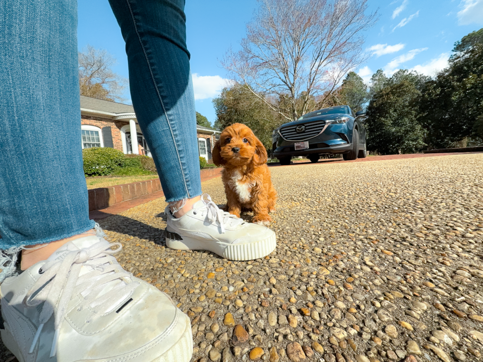 Cavapoo Puppy for Adoption