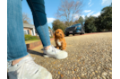 Cute Cavapoo Baby