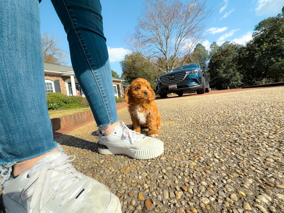 Cute Cavapoo Baby