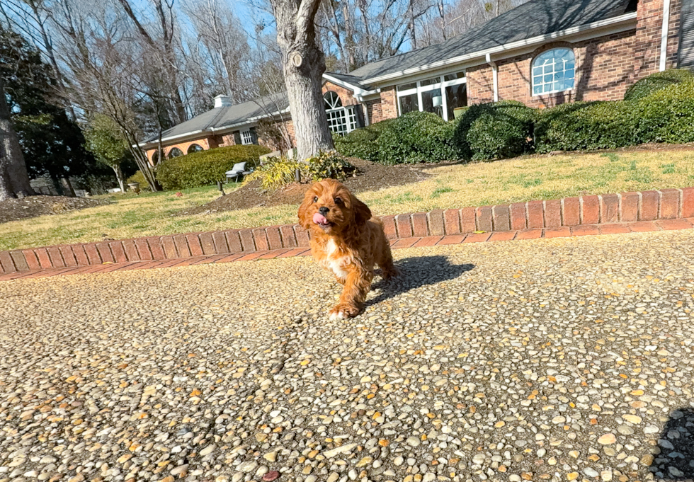 Best Cavapoo Baby