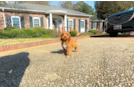 Cute Cavapoo Poodle Mix Pup