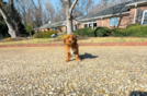 Cavapoo Puppy for Adoption