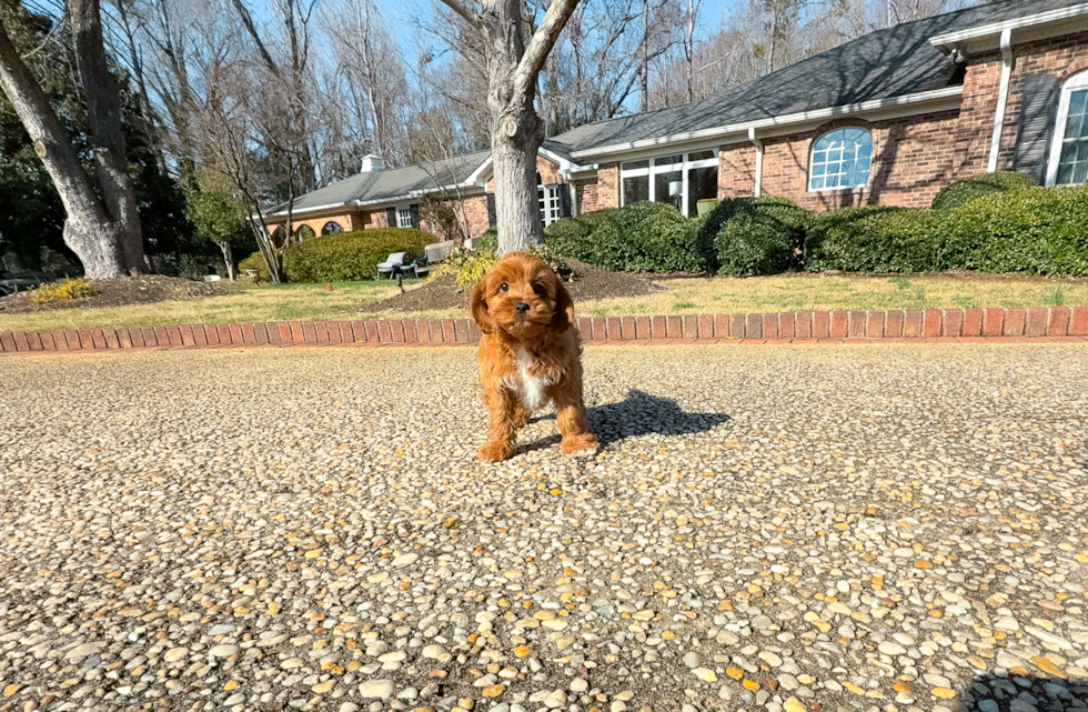 Cavapoo Puppy for Adoption