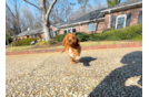 Cute Cavalier King Charles Spaniel and Poodle Mix Poodle Mix Puppy