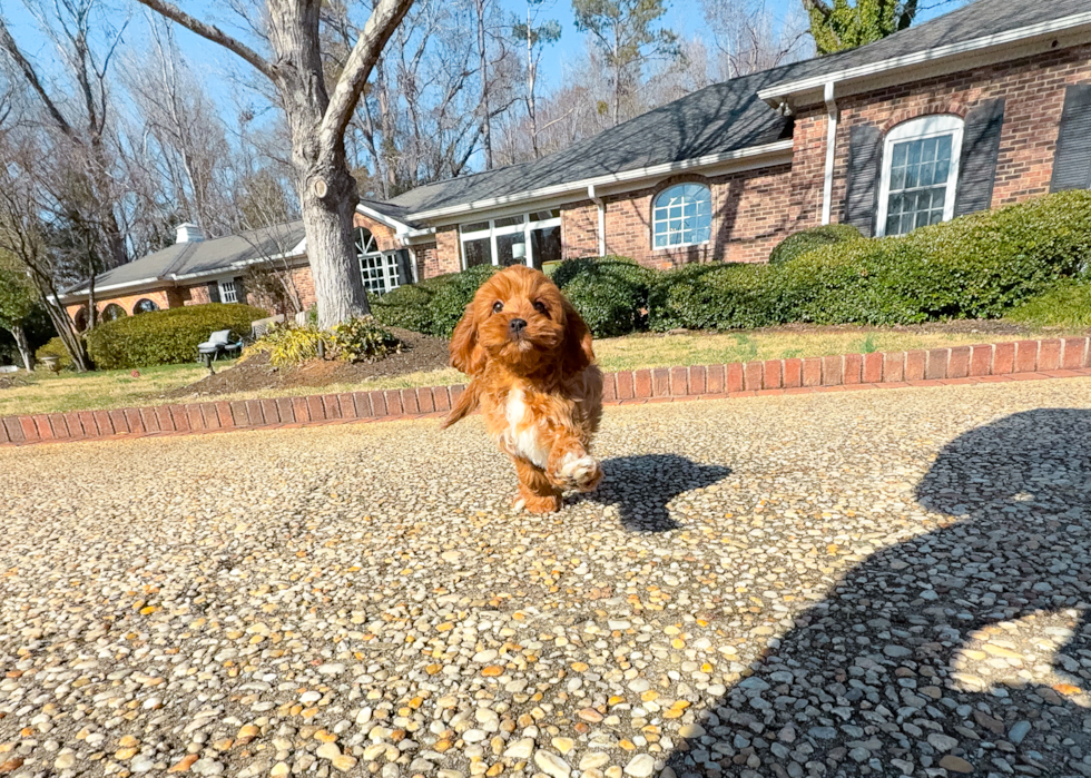 Cute Cavalier King Charles Spaniel and Poodle Mix Poodle Mix Puppy