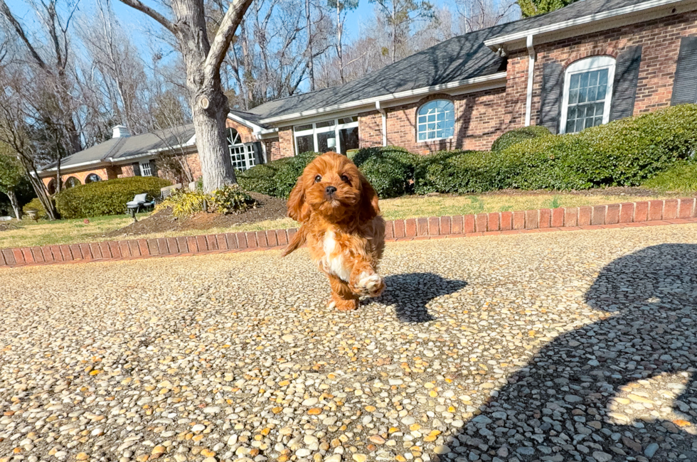 10 week old Cavapoo Puppy For Sale - Simply Southern Pups