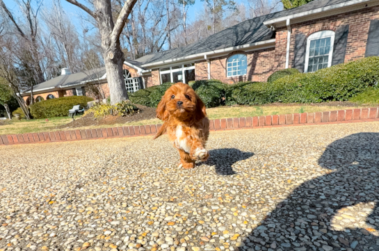 Cute Cavalier King Charles Spaniel and Poodle Mix Poodle Mix Puppy