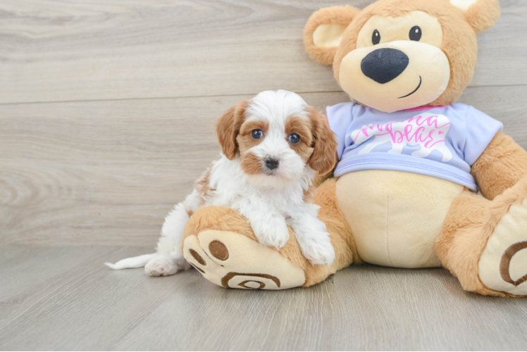 Cavapoo Pup Being Cute