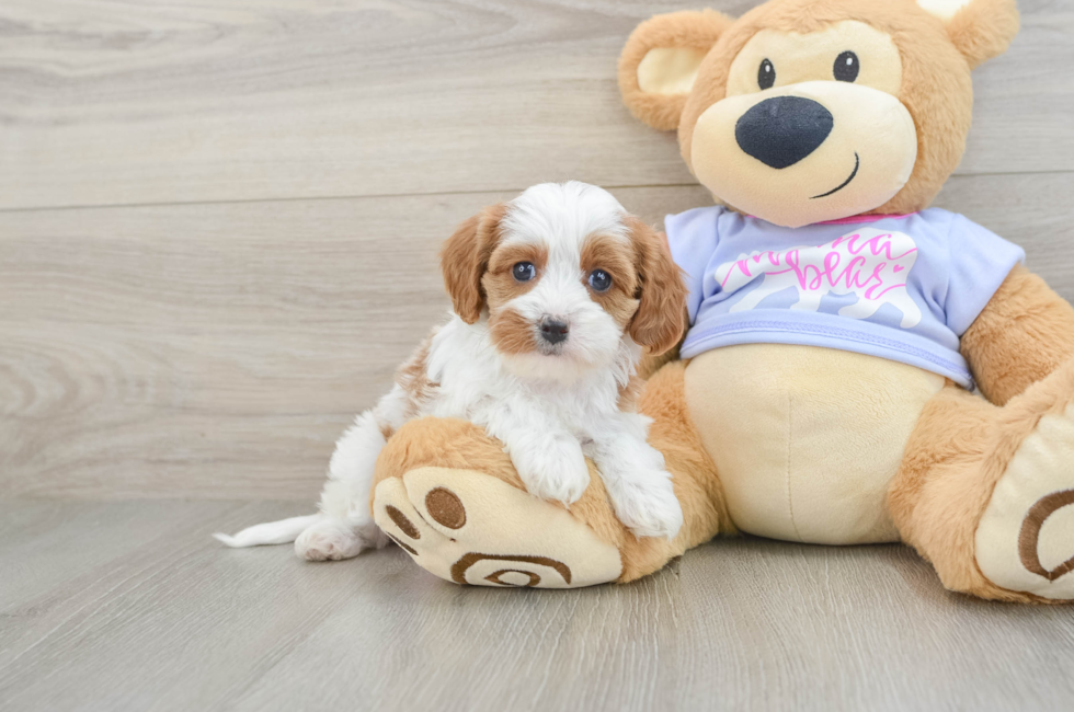 6 week old Cavapoo Puppy For Sale - Simply Southern Pups