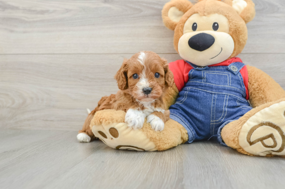 5 week old Cavapoo Puppy For Sale - Simply Southern Pups