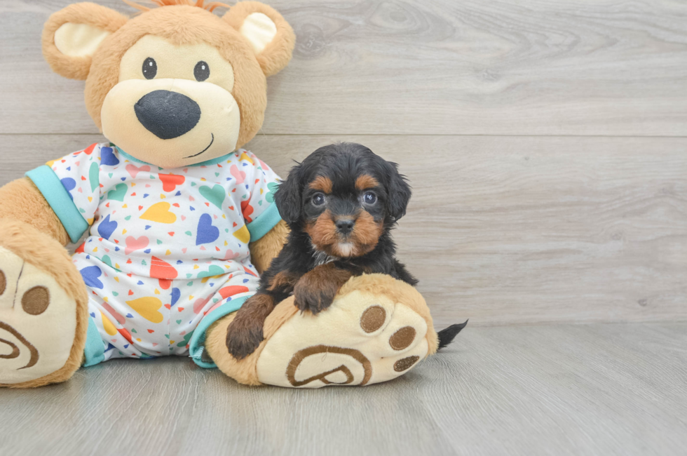 6 week old Cavapoo Puppy For Sale - Simply Southern Pups