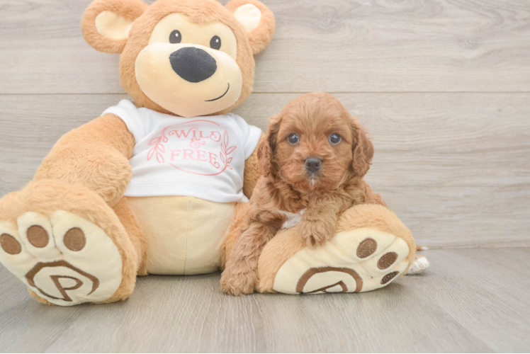 Petite Cavapoo Poodle Mix Pup