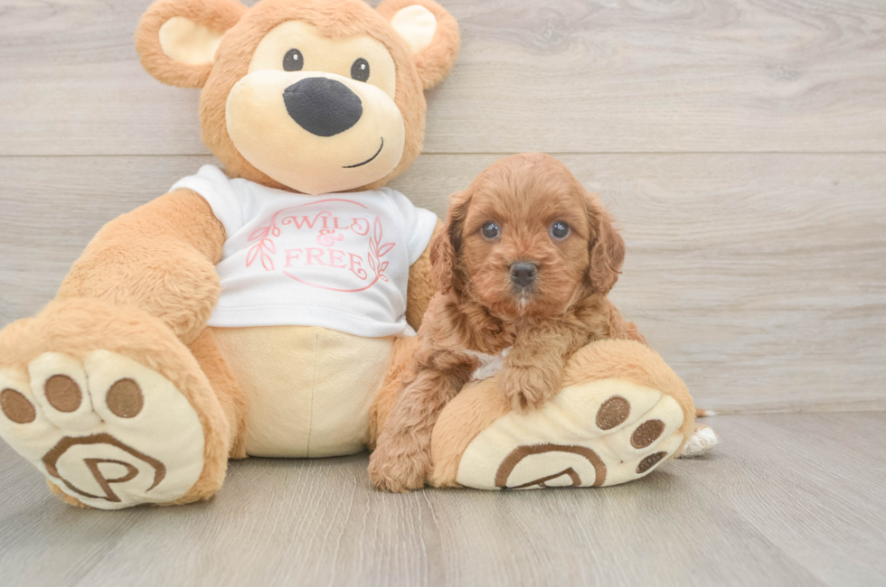 5 week old Cavapoo Puppy For Sale - Simply Southern Pups