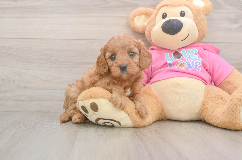 5 week old Cavapoo Puppy For Sale - Simply Southern Pups