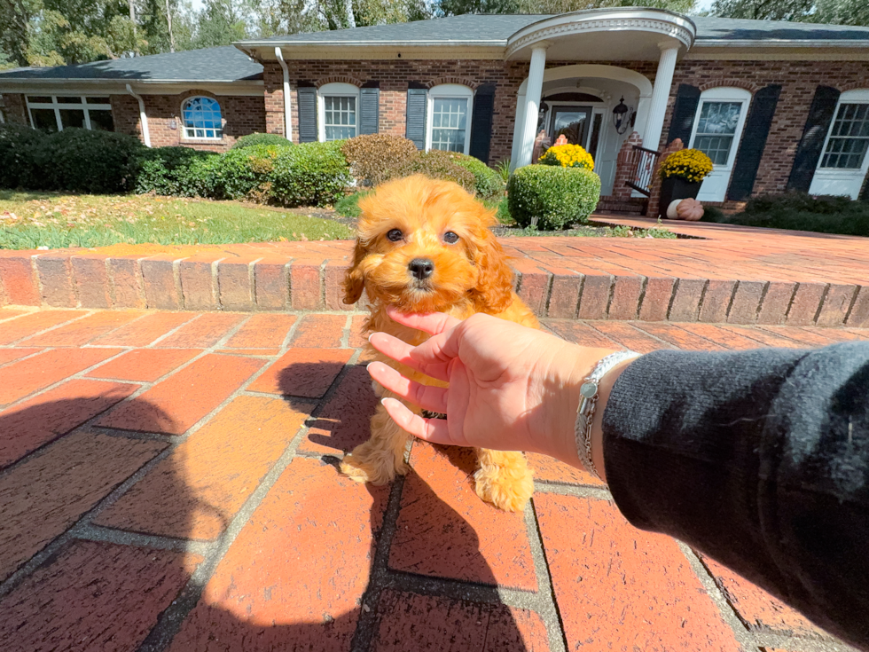 Cavapoo Puppy for Adoption