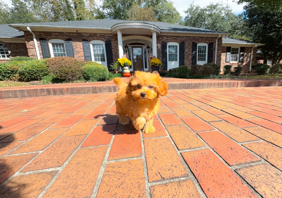 Cavapoo Puppy for Adoption
