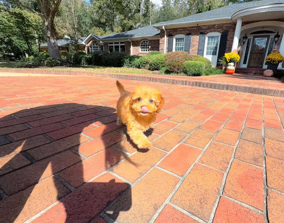Best Cavapoo Baby