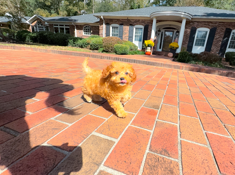 Cavapoo Puppy for Adoption