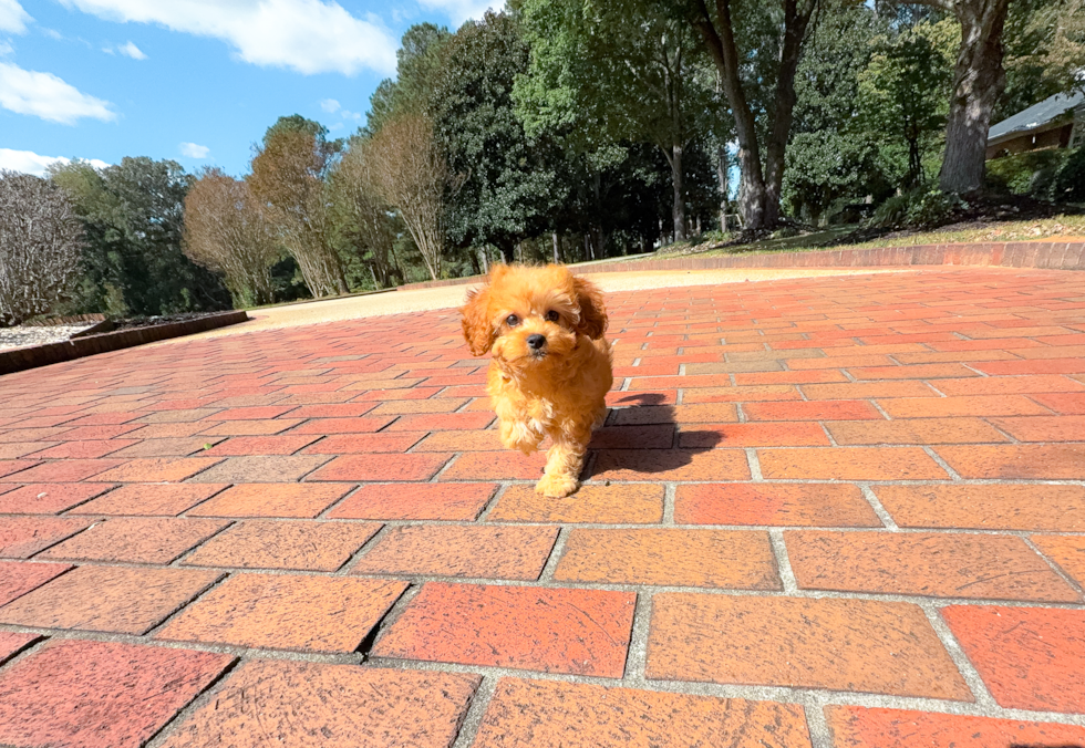 Cute Cavapoo Baby
