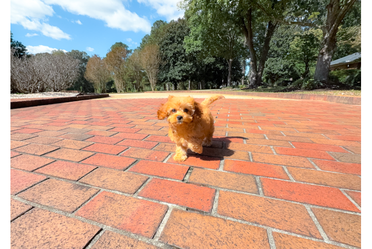 Cute Cavapoo Baby